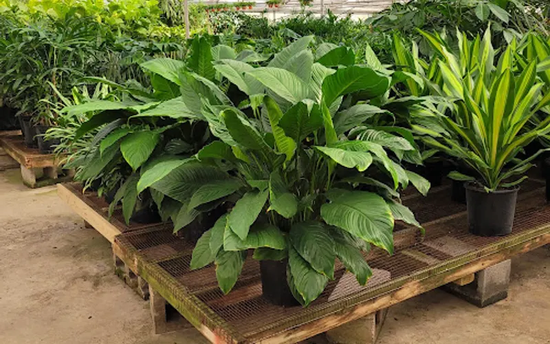American Plant Products & Services — Wholesale plant nursery