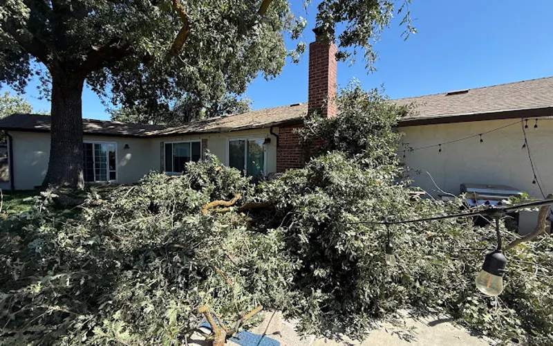 Norcal Tree Consulting Services — Tree service