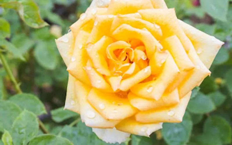 Prescott Valley Growers Wholesale (Landscapers and Contractors Only) — Wholesale plant nursery