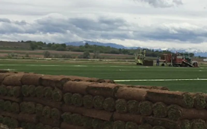 Superior Sod, LLC — Sod supplier