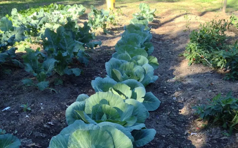 Oak Heart Farms — Fertilizer supplier