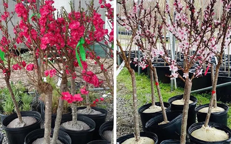 Williams Nursery — Plant nursery