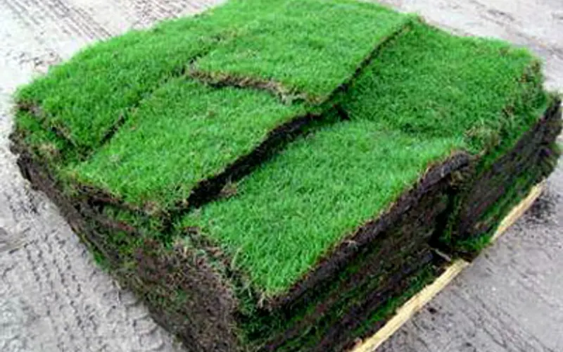 Wilson Sod Farms — Sod supplier