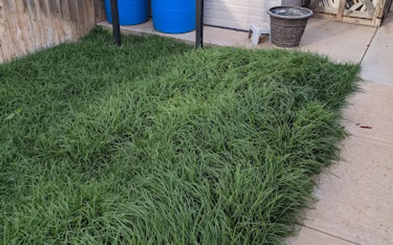 Lubbock Turf Co — Sod supplier