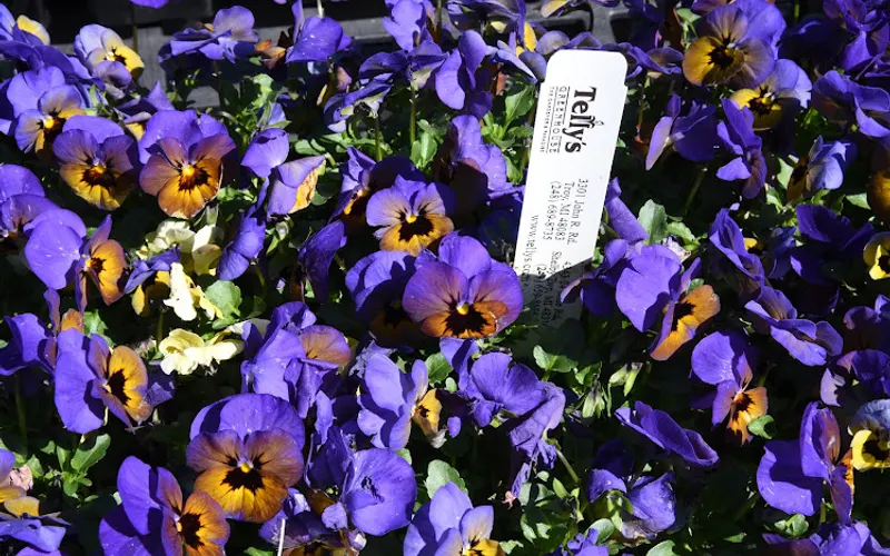 Telly's Greenhouse and Garden Center — Greenhouse