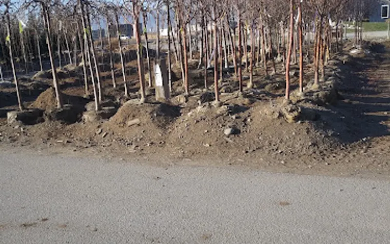 Tree Source — Wholesale plant nursery