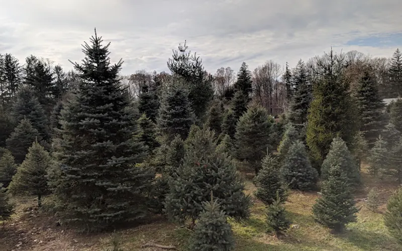 Granata's Nursery — Christmas tree farm