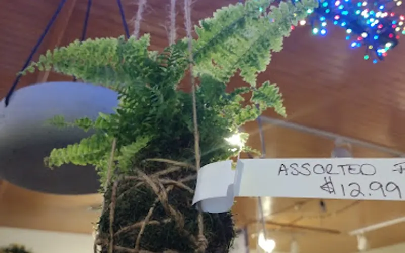Riverview Tree & Landscaping, and Riverview Gardens & Gifts — Landscaper