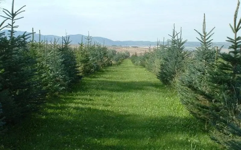 Wolverine Trees — Tree farm