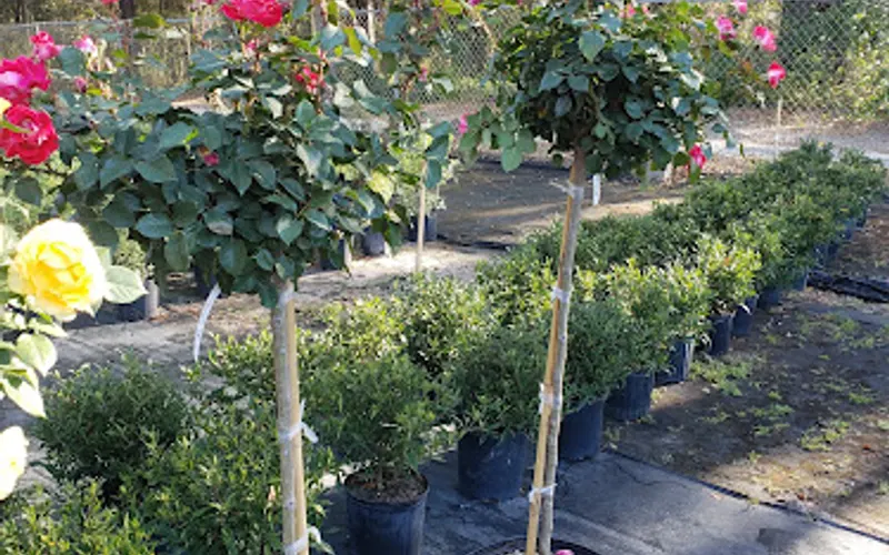 Blooming House Nursery — Plant nursery