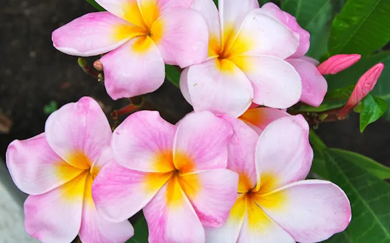Plumeria Palace — Garden