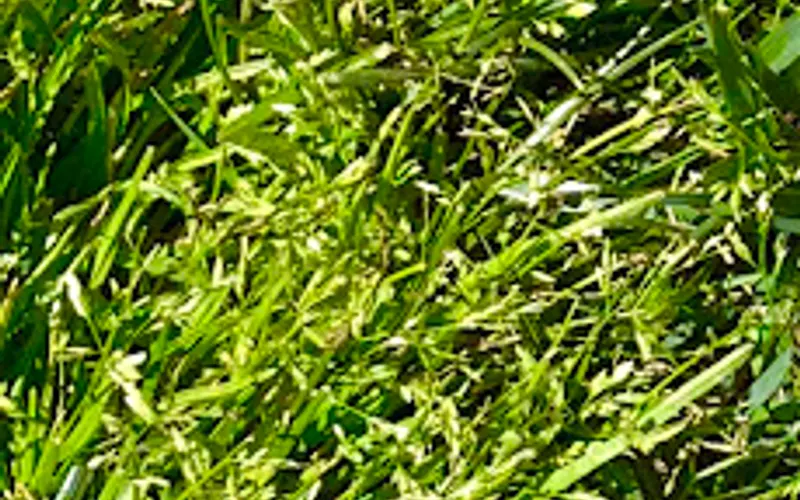 Landscape Supply, Inc. — Topsoil supplier