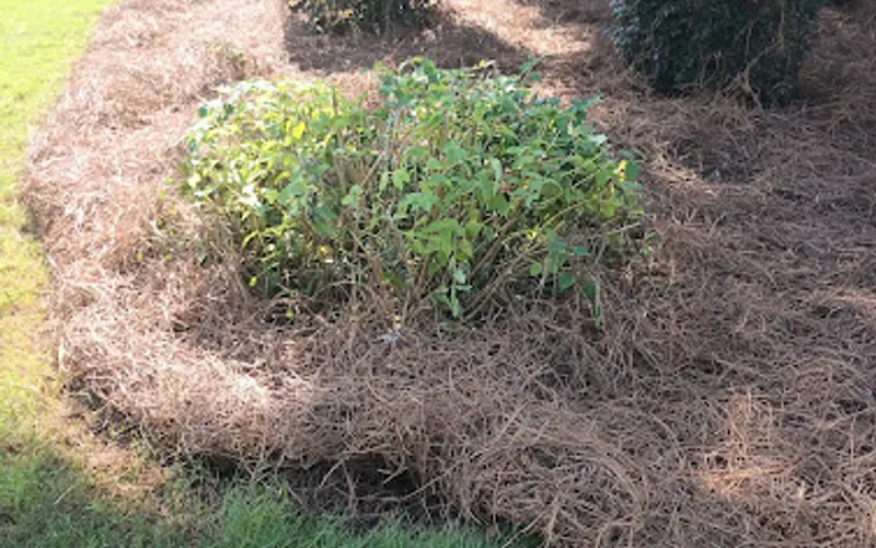 Boswell Outdoor Services — Tree service
