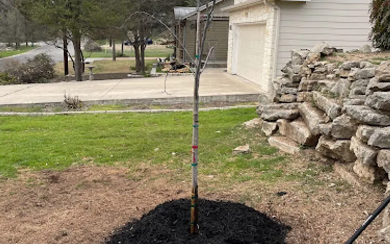 Lopez landscaping & tree service LLC — Servicios de mantenimiento arbóreo