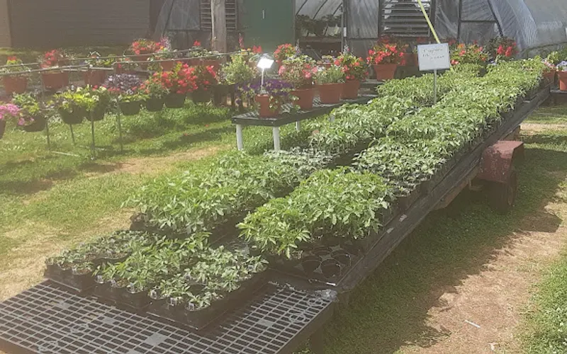 Mullis Greenhouse — Garden center