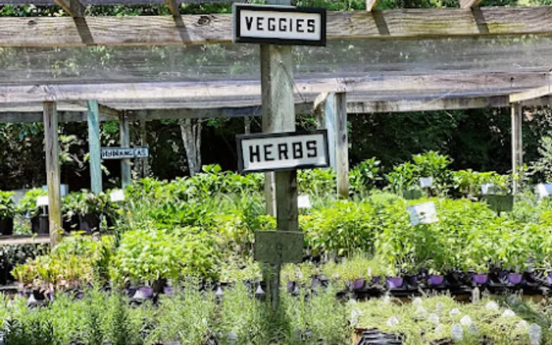 Collier's Nursery — Garden center