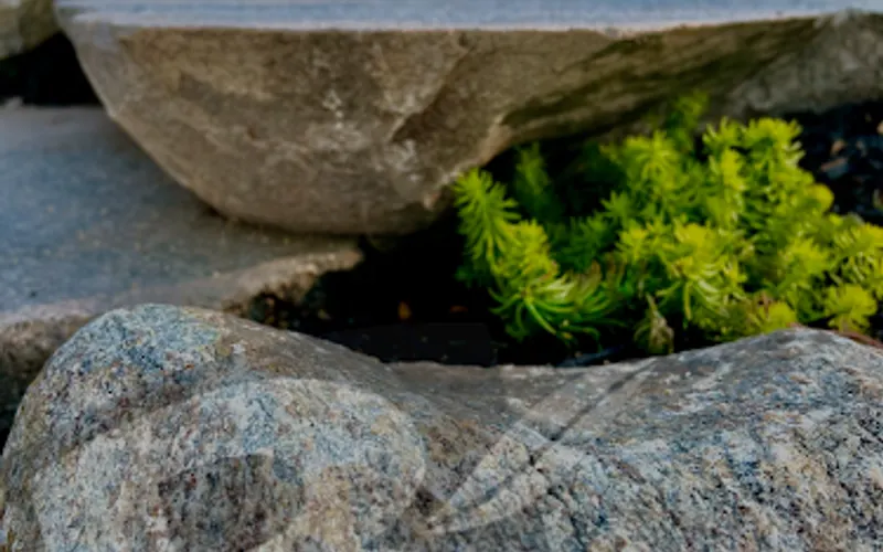 Black Brook Lawn & Landscaping — Landscape designer