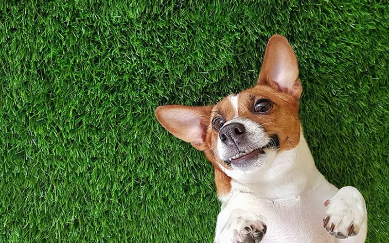 Purchase Artificial Grass — Landscaping supply store