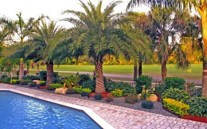 Chuy's Nursery and Landscaping — Landscape designer