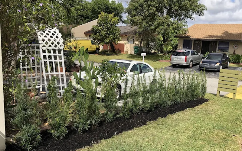 Mr. Clusia — Plant nursery