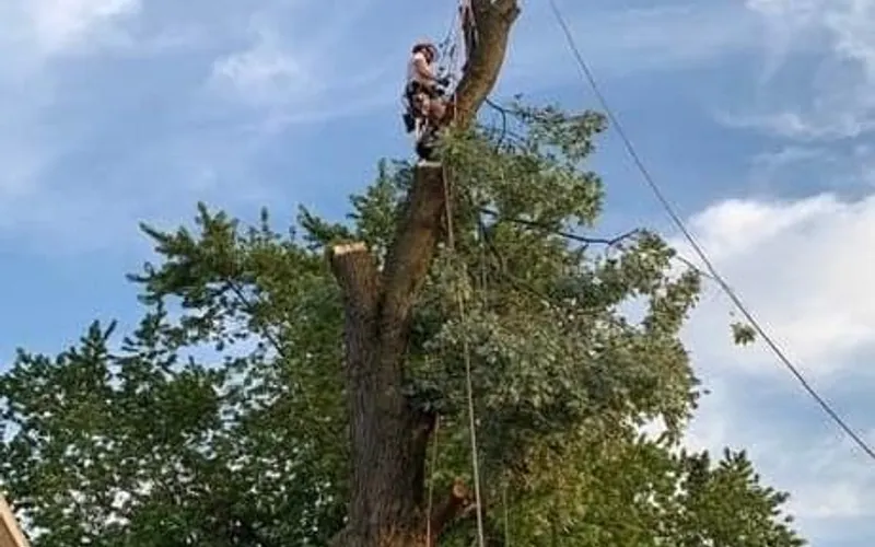 The Arbor Barber LLC — Tree service