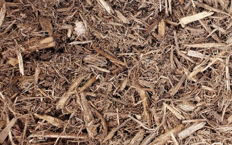 Environmental Wood Solutions II — Environment renewable natural resources