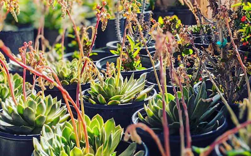 Coronas Nursery — Garden center