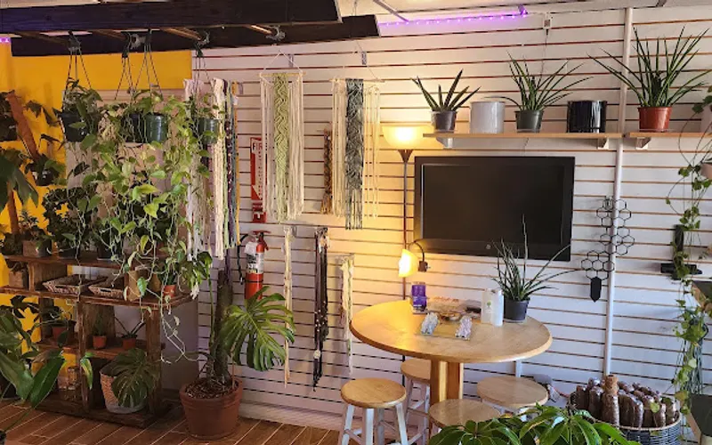 The Plant Trap — Plant nursery