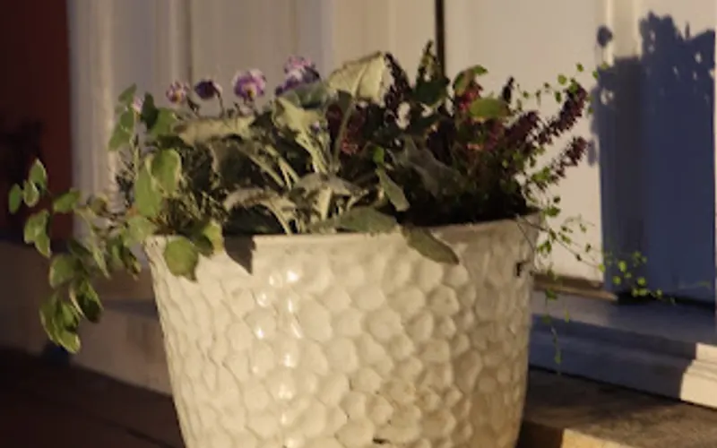 Grown Garden Center — Garden center