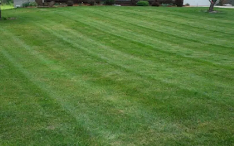 Arbor lawn care — Lawn care service