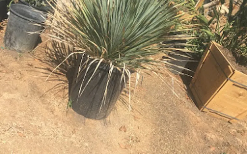 Macias Nursery, Inc. — Wholesale plant nursery