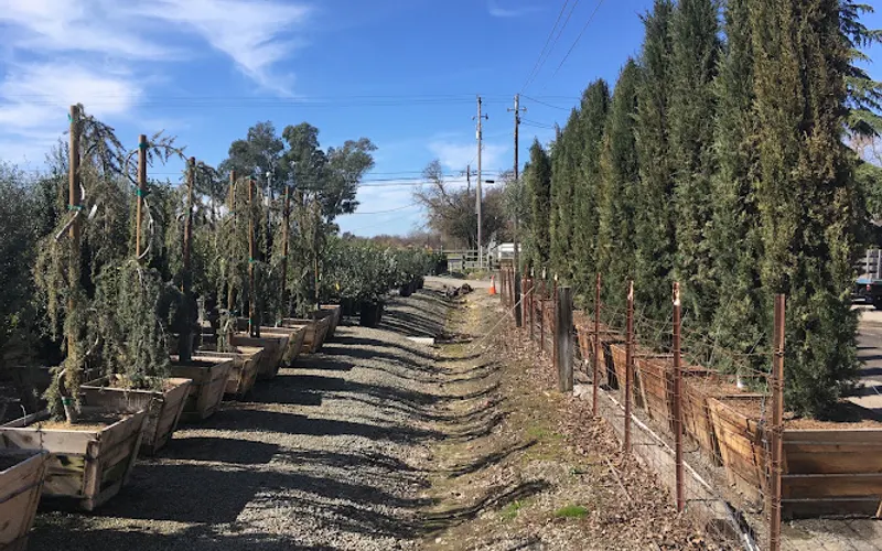Urban Tree Farm Nursery — Plant nursery