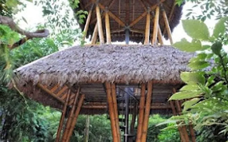 Tropical Bamboo Nursery & Gardens — Plant nursery