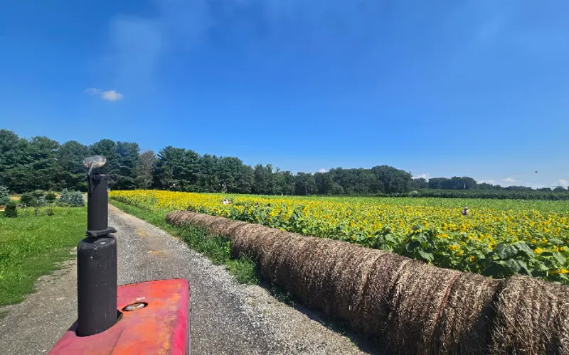 Linvilla Orchards — Produce market