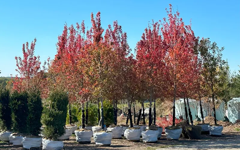 Willow Creek Tree Company — Tree farm