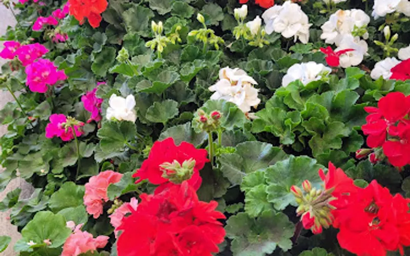 Ulster — Garden center