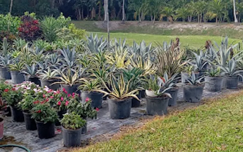 D & G Palm Tree Farm — Plant nursery