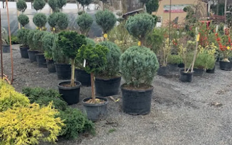 Spring House Nursery Inc — attractions