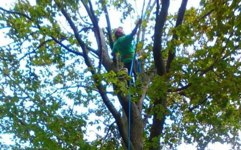Perfect Cut Tree Service — Tree service
