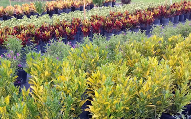 AA Griffin Nursery — Plant nursery