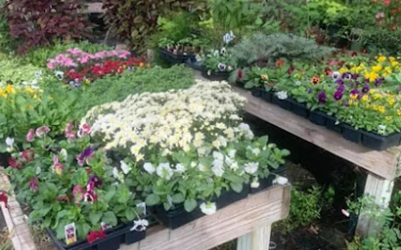 Plants, by George — Plant nursery