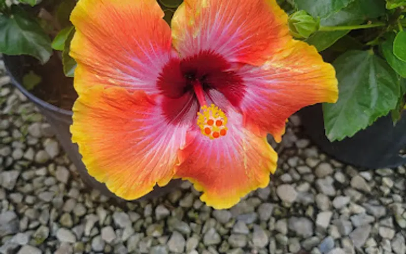 Good Earth Landscaping and Garden Shoppe — Landscaper