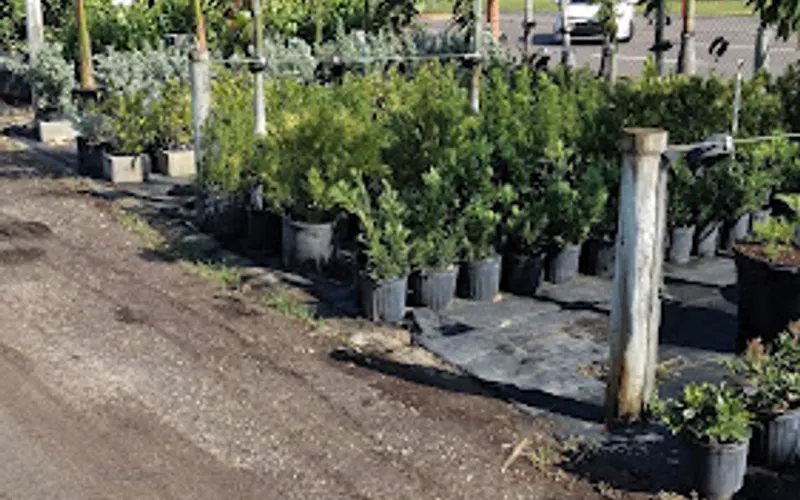 Palm Trees Direct — Landscaper