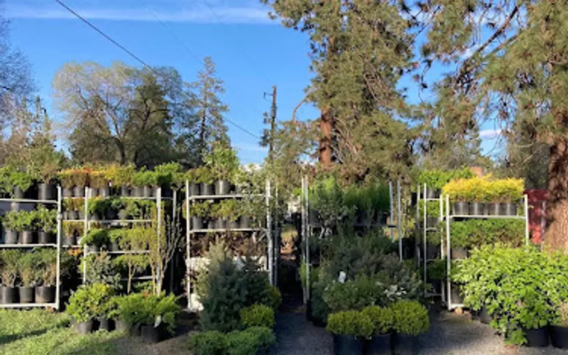 Vivero Plant Nursery — Wholesale plant nursery