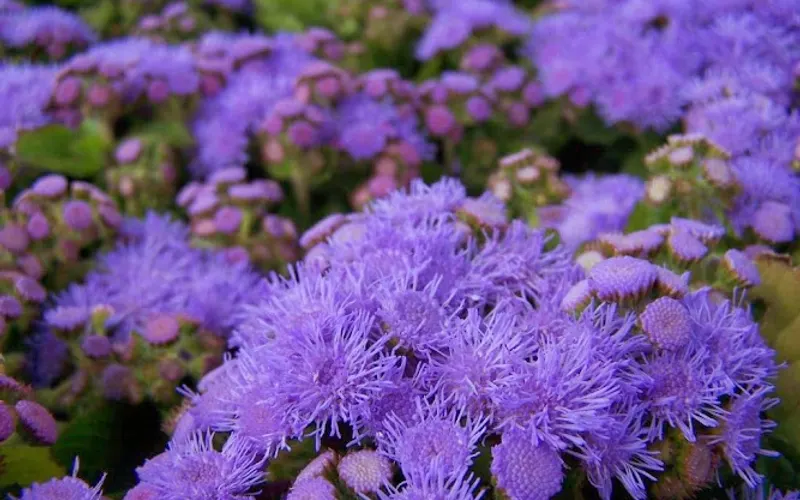 Devil Mountain Wholesale Nursery - Oceanside — Plant nursery