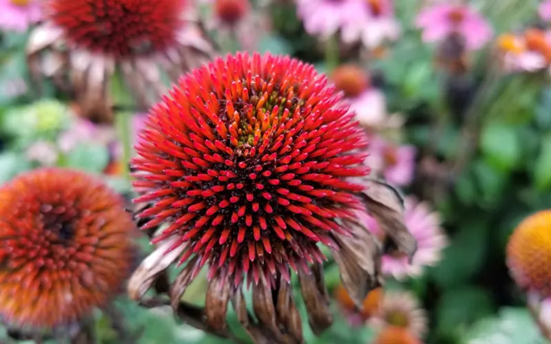 Express Seed Co — Landscaping supply store