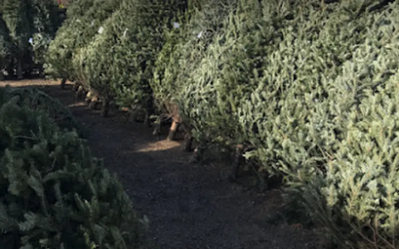 The Garden Dept. — Wholesale plant nursery