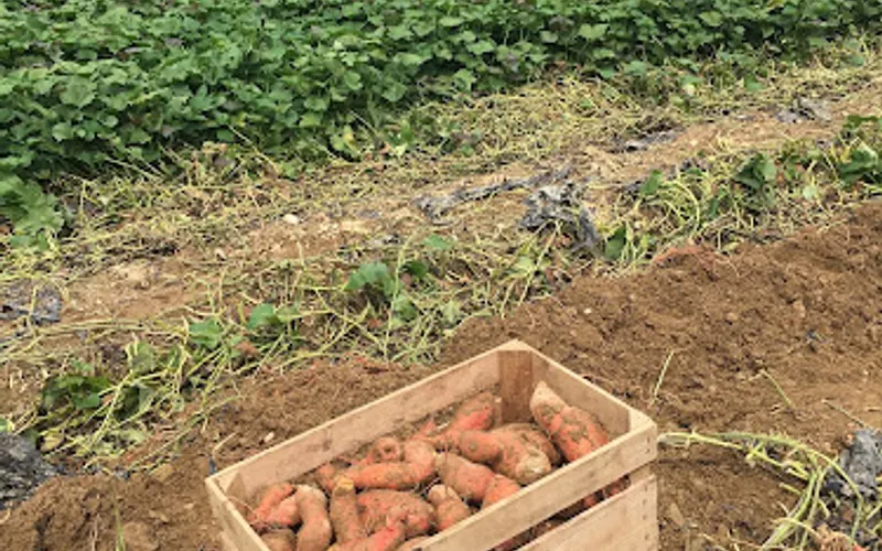 Miller Plant Farm Inc. — Garden center