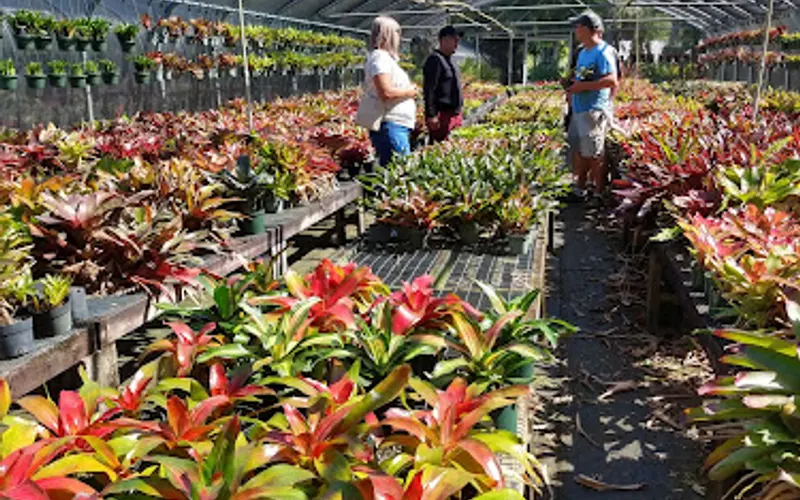 Landscape Bromeliads, Inc. — Plant nursery