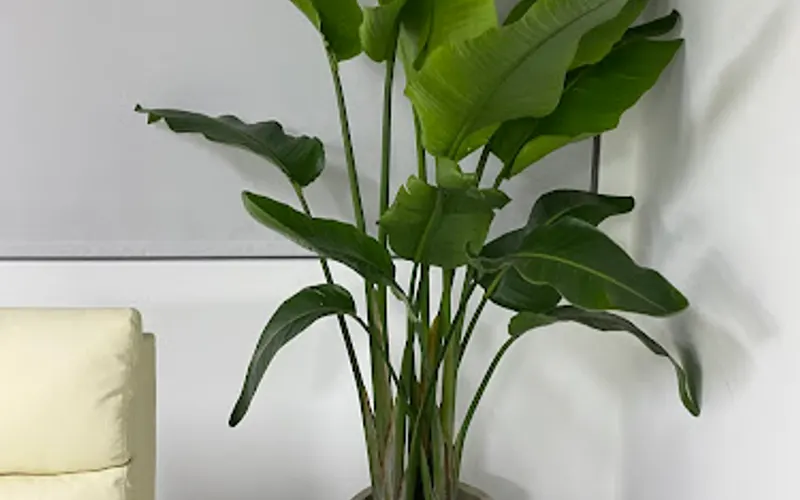 ShopTropicals — Garden center